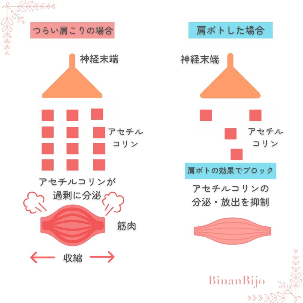 肩ボトックスの仕組み