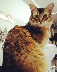 眠れるほぐし処うたたね 神楽坂本店 | 飯田橋のリラクゼーション 眠れるほぐし処うたたね 神楽坂本店 | 飯田橋のリラクゼーション