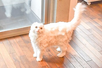 足つぼ屋 PERIDOT | 新宿のリラクゼーション 足つぼ屋 PERIDOT | 新宿のリラクゼーション